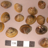 Shells of bivalve which develops in large quantities in rice fields