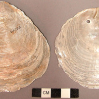 Shells used for window panes