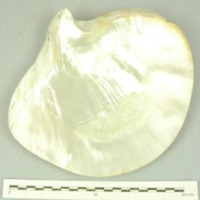 Valve of pearl shell 
